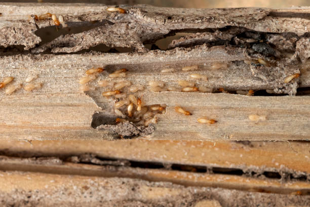 Best Bed Bug Extermination  in Lake Clarke Shores, FL